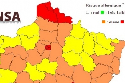 Risques allergiques : les pollens de bouleau arrivent dans le Nord