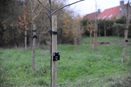 Une naissance, un arbre