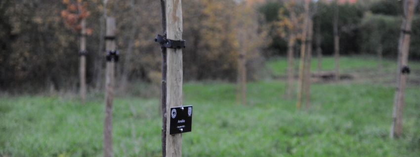 Une naissance, un arbre